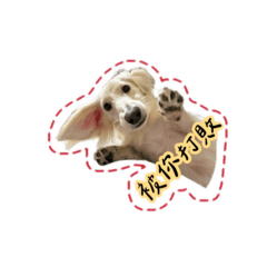 DiDi是一隻臘腸狗