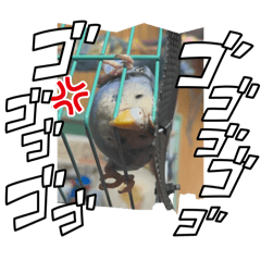 Meme_pi