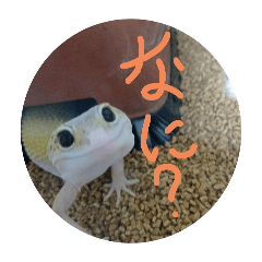 tatunari(*^^*)_20250430215723