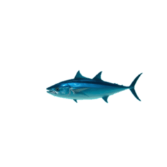 無限クロマグロスパイラル