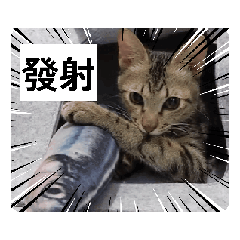 Meowgic Cat