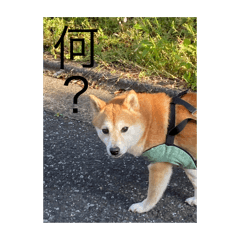 kae_20250501072146
