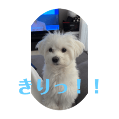 leo_20250501074202
