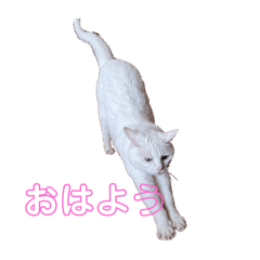 azukichi_20250501072307