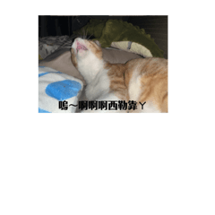林小橘表情圖