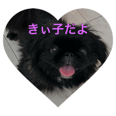 MY DOG_20250501115856