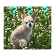 CHIHUAHUAno Bunta