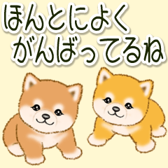 頑張ってる人に送るスタンプ ころころ豆柴
