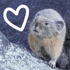 Japanese Pika (Naki-usagi chan)