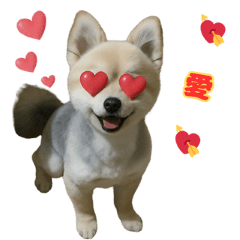 我的可愛博美吉娃娃