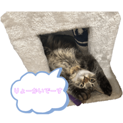 alisa_20250430215857