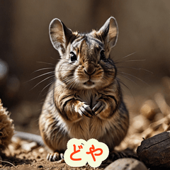 Degu Mood Parade