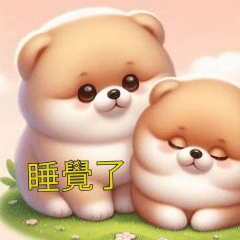 Adorable Pomeranian