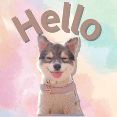 NewWoof Life Doggy Daily Sayings