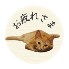 Orange tabby cat Finn(JPN)