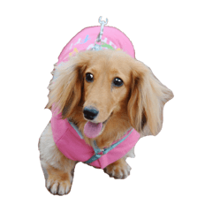 Dachshund BonBon阿蹦嘎逼