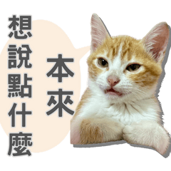 Baked Cat: Daily Mood