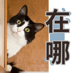 New A Cat's Day FROM TAIWAIN