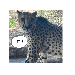 leo_20250430184608