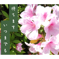 謙虚な躑躅