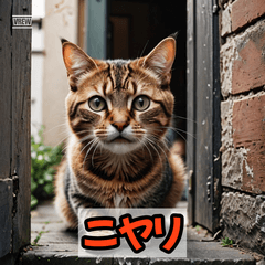 Lazy Cat Emotions