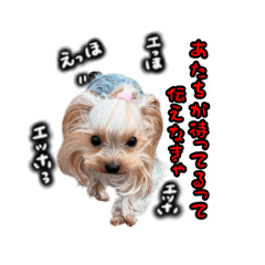Yorkie dog animal