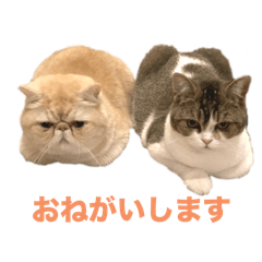kinako_20250501174120
