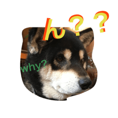 Black Shiba maroshun