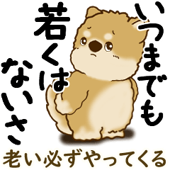 柴犬 『誰だって年を取るのよ』2025