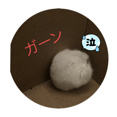 aoi_20250501212523