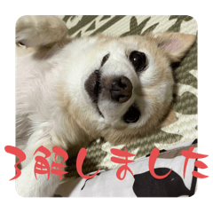 ringo_20250501221359