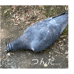 写真の鳩6