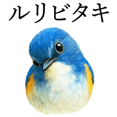 Chitchat of Birds7 - B&W Flycatcher