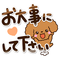 Toy poodle Red18