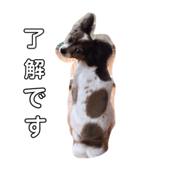 ringo_20250501203735