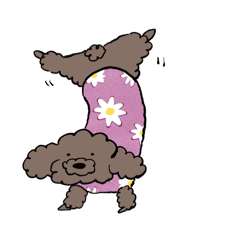 Bota the toy poodle!