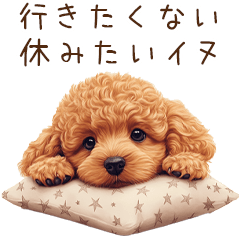 Lazy Day Toy Poodle