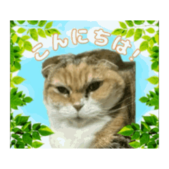 スコティッシュのシィ（挨拶）