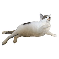 傲嬌Kitty喵喵