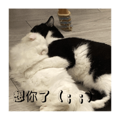 白爺日常
