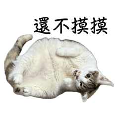 傲嬌Kitty