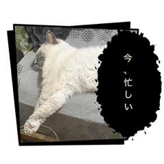 Ferma_20250502013820