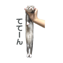 TETE IS A FERRET_20250502022950