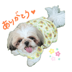 Rili-chan