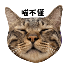 Cat your heart