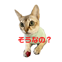 chihiro_20250501234109