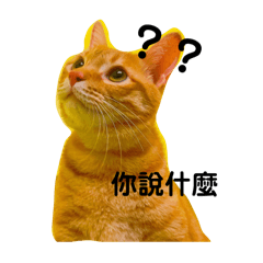 萊萊豬