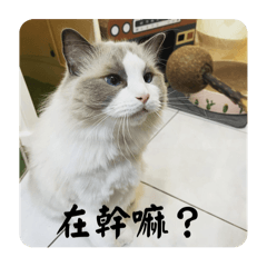 本貓的問候