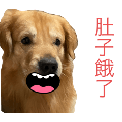 可愛黃金～多多