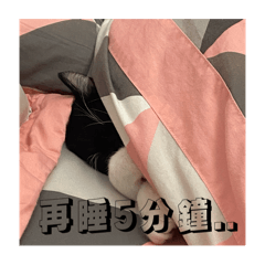 白爺日常2.0